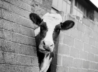 Cow, Isle of Wight, 1960s, John Gay 