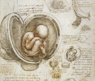 (detail) Studies of the foetus in the womb, c. 1510-13 (pen & ink with wash over red and black chalks on paper) by Leonardo da Vinci/ The Royal Collection © Her Majesty Queen Elizabeth II