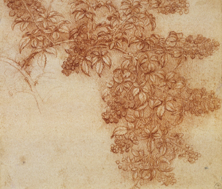 (detail) A branch of a blackberry, c.1505-10 (chalk & white heightening on paper) by Leonardo da Vinci/ The Royal Collection © Her Majesty Queen Elizabeth II