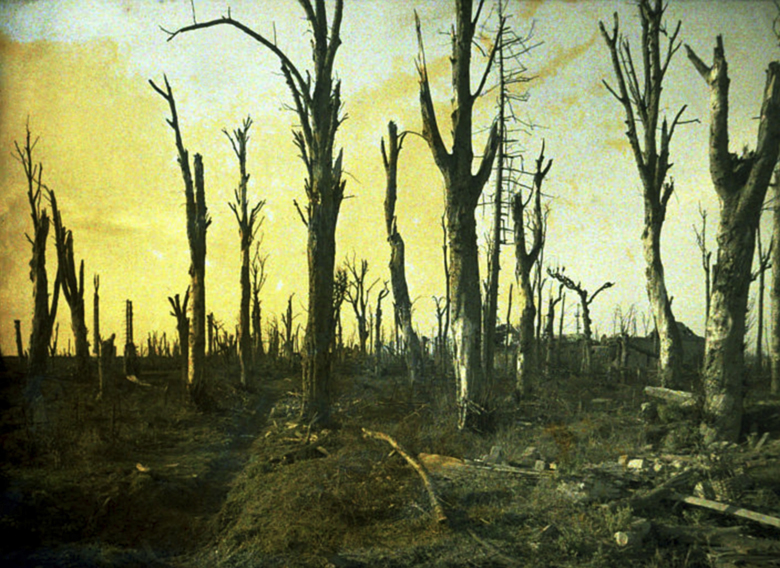 Trees destroyed during battle, Chaulnes, Somme, France, 1917 (autochrome), Fernand Cuville (1887-1927) 