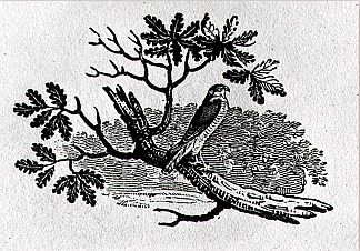BAL28228 Thomas Bewick (1753-1828), The Sparrowhawk from the 'History of British Birds' Volume I, pub. 1797 (wood engraving)